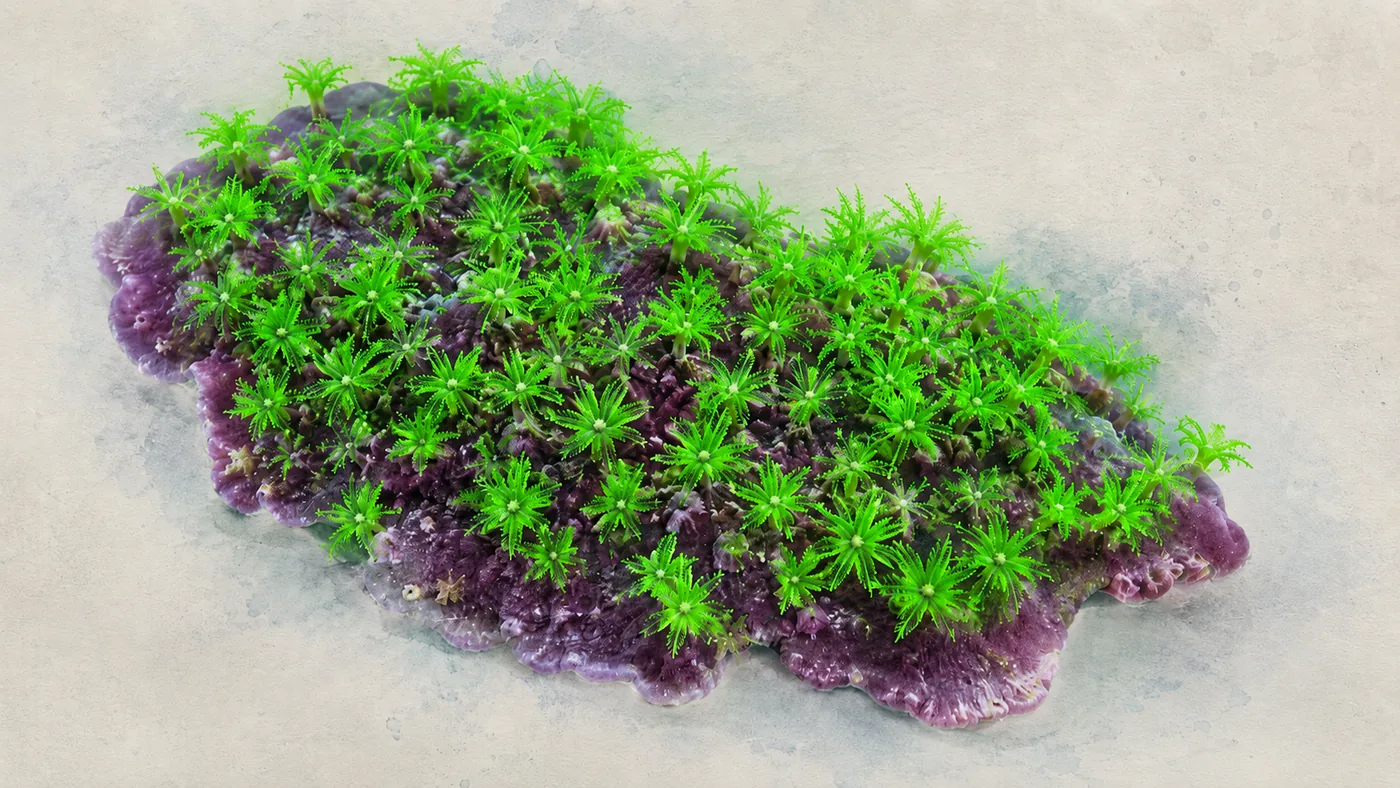 Briareum violaceum: living card for green star polyps
