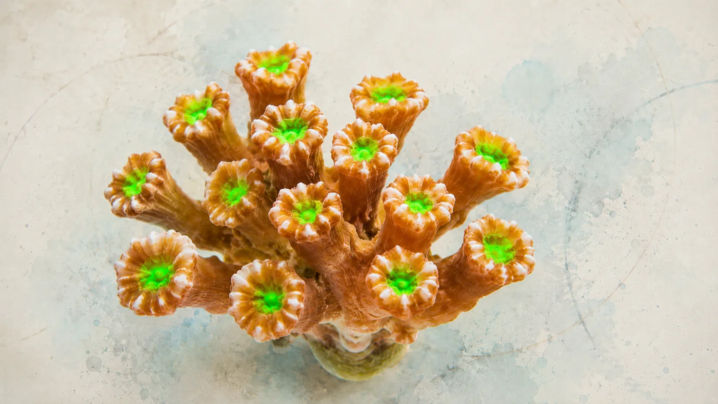 Caulastrea furcata: living card for candy cane coral