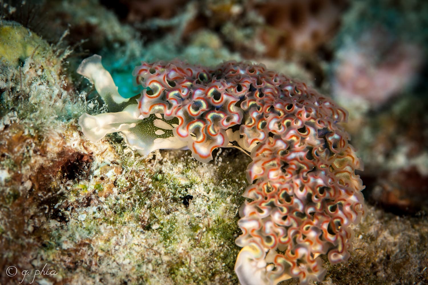 Una lumaca verde del genere Elysia che pascola su una macroalga in un fondale basso.