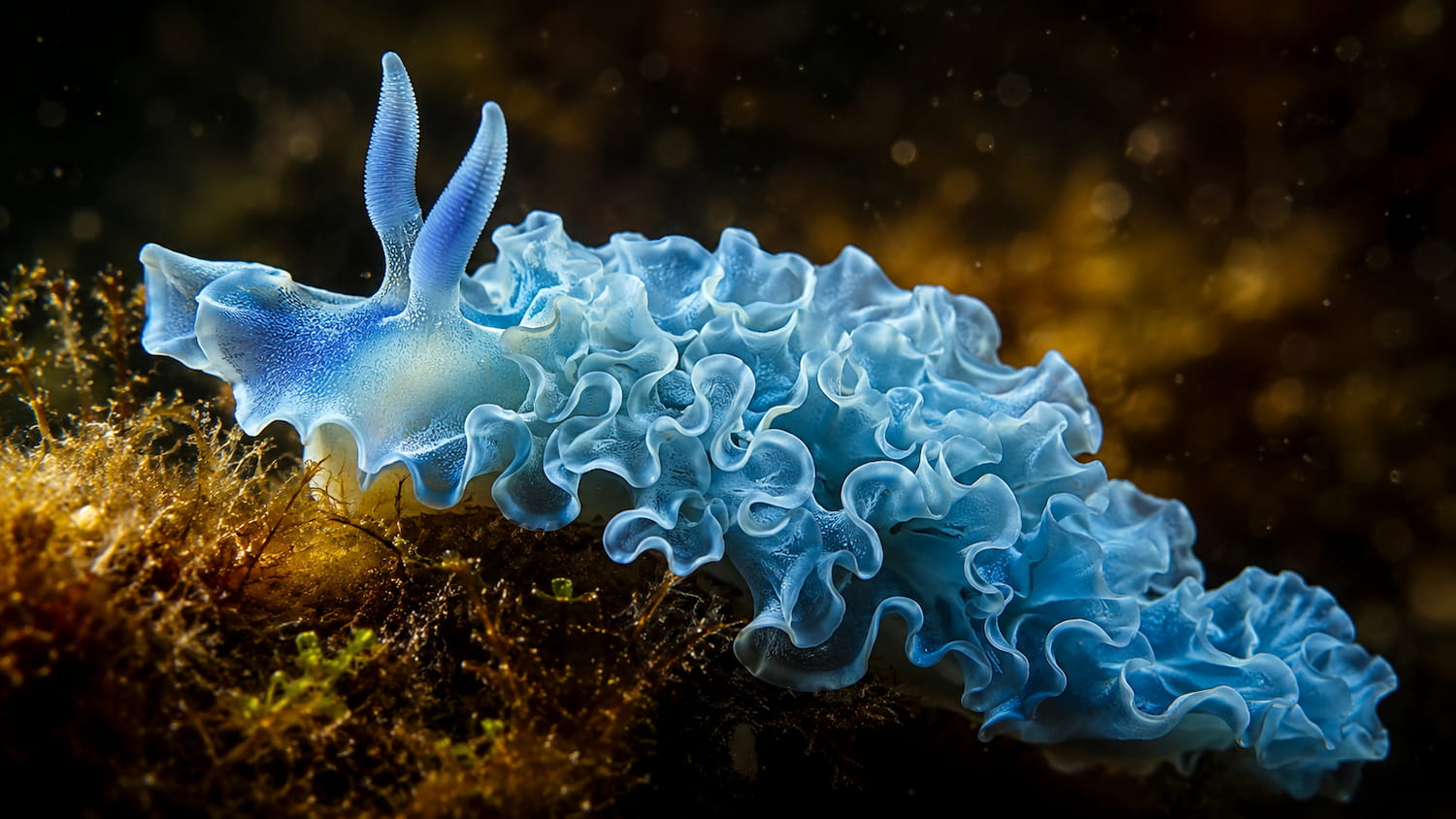 Gli animali che hanno rubato il sole: le lumache di mare che fanno la fotosintesi