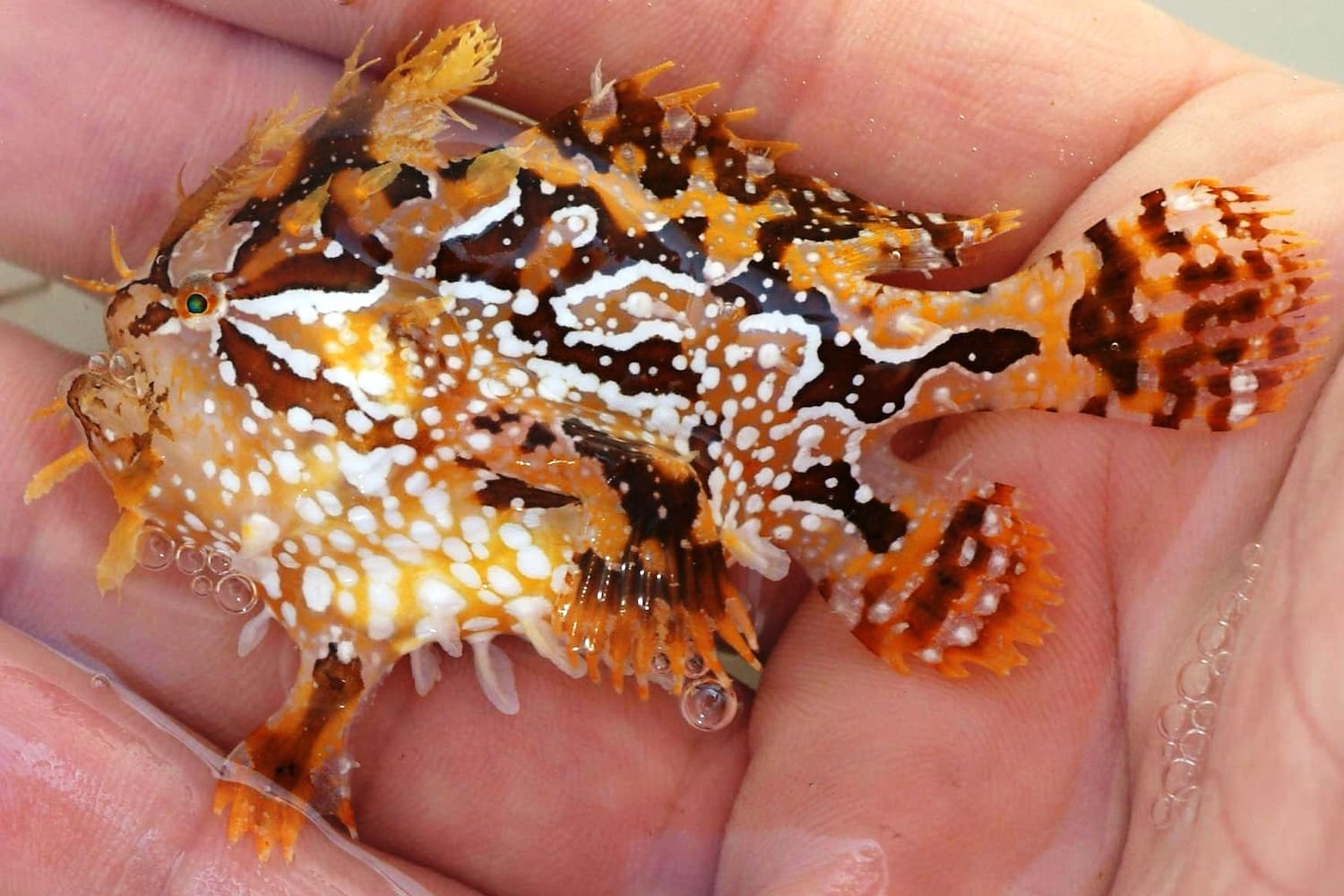 Piccolo di tartaruga e pesce sargassum sotto la chioma dorata della Grande Cintura.
