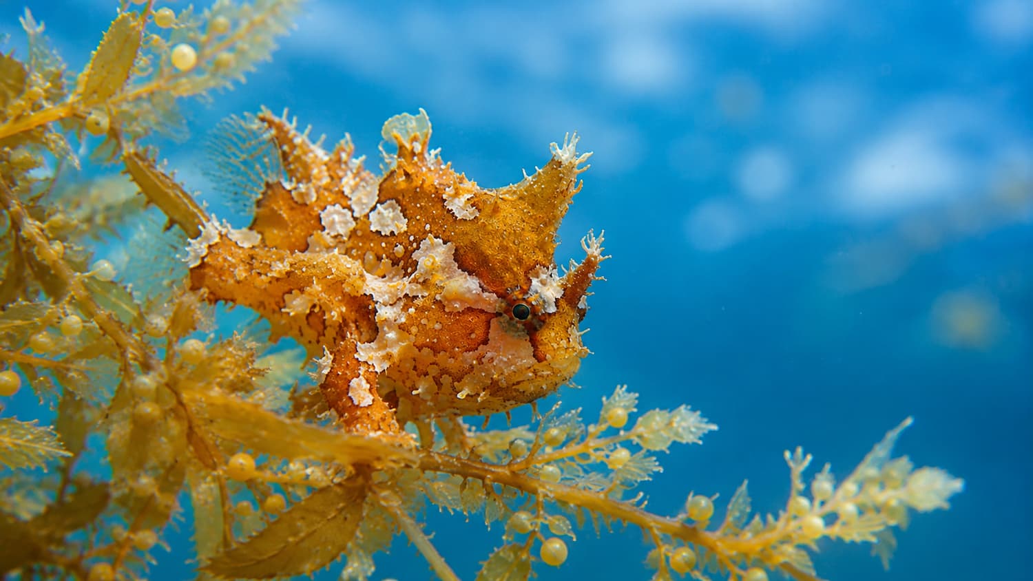 Il bosco dorato che galleggia: la Grande Cintura di Sargassum dell'Atlantico