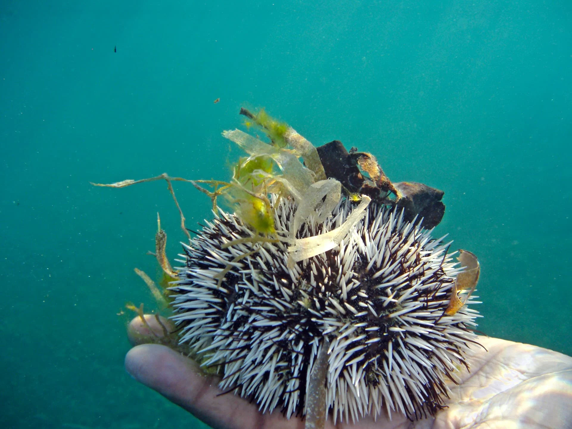 Sea urchin among fragments of algae in Caribbean waters.