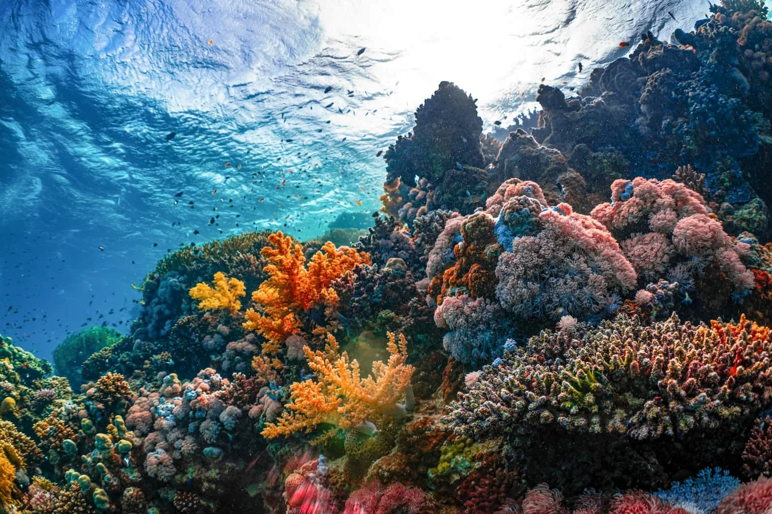 Friend of the Sea and the Ornamental Fish Trade: What a Conscious Aquarist Should Know