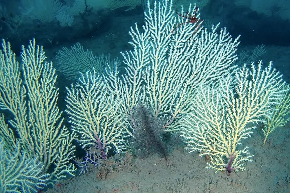 Ventagli di gorgonie e coralli neri su blocchi rocciosi nella zona mesofotica.