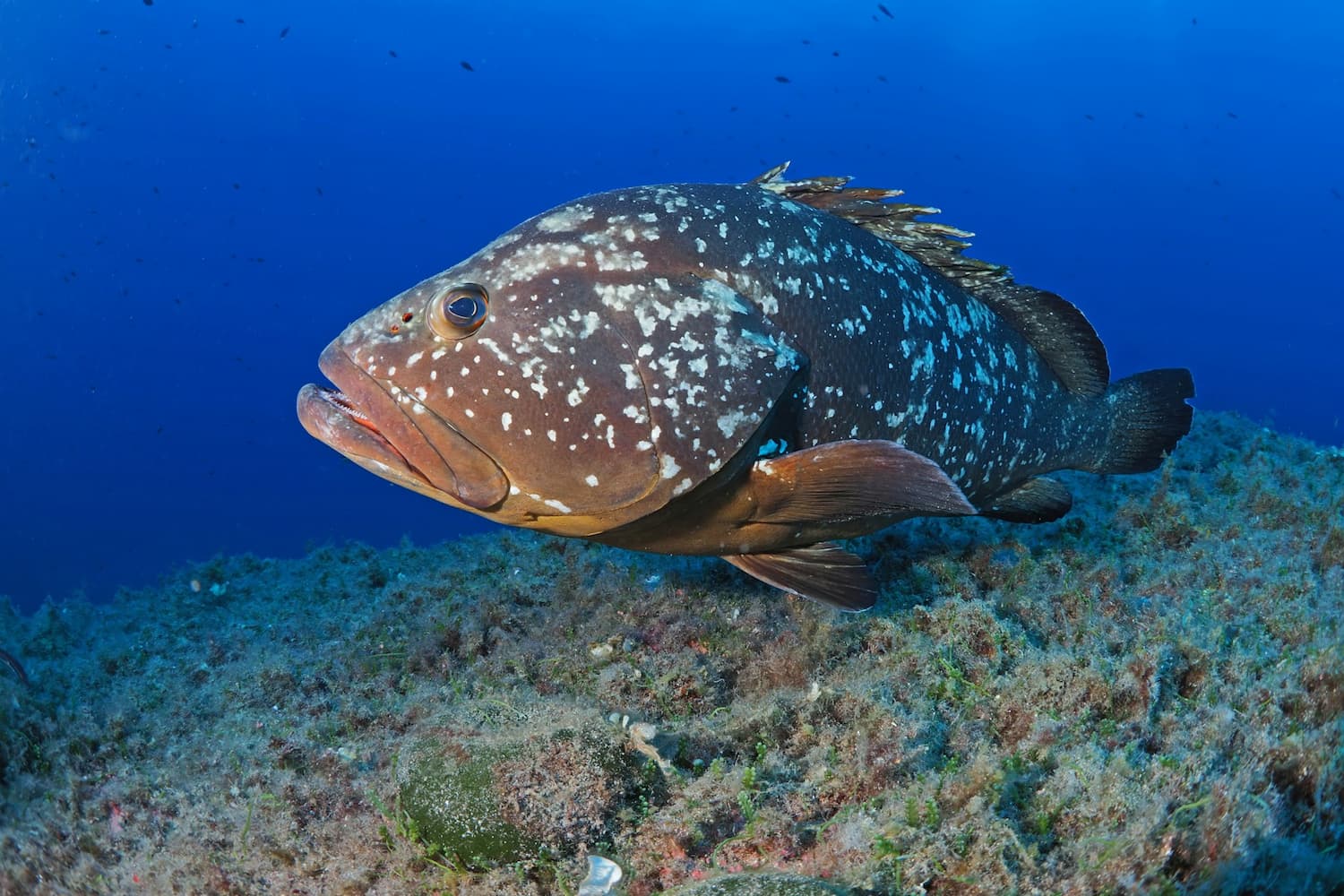 La cernia delle Azzorre e il virus che ha attraversato gli oceani