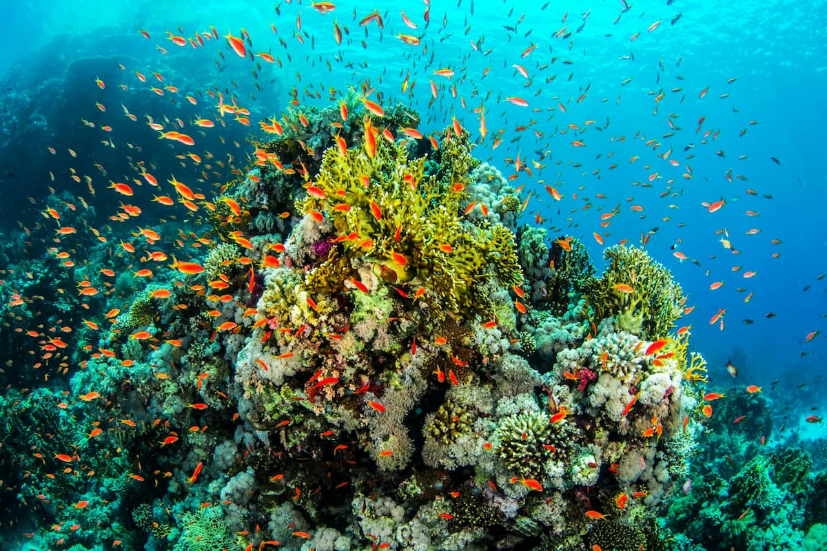 La nebbia del mare: come una cortina d'acqua salva i coralli dallo sbiancamento