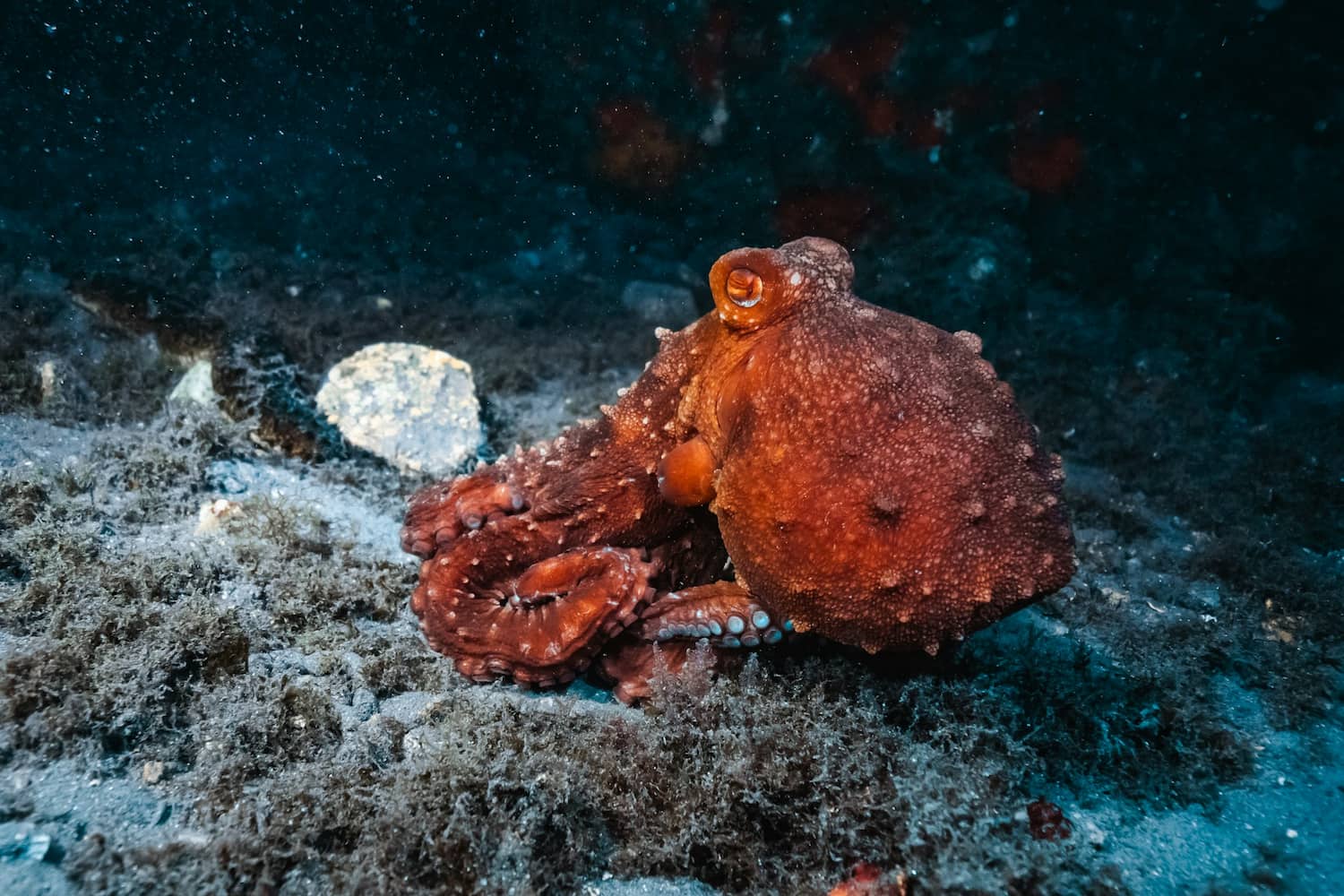 Il polpo, un cervello in otto braccia: cosa ci impone la sua cattività