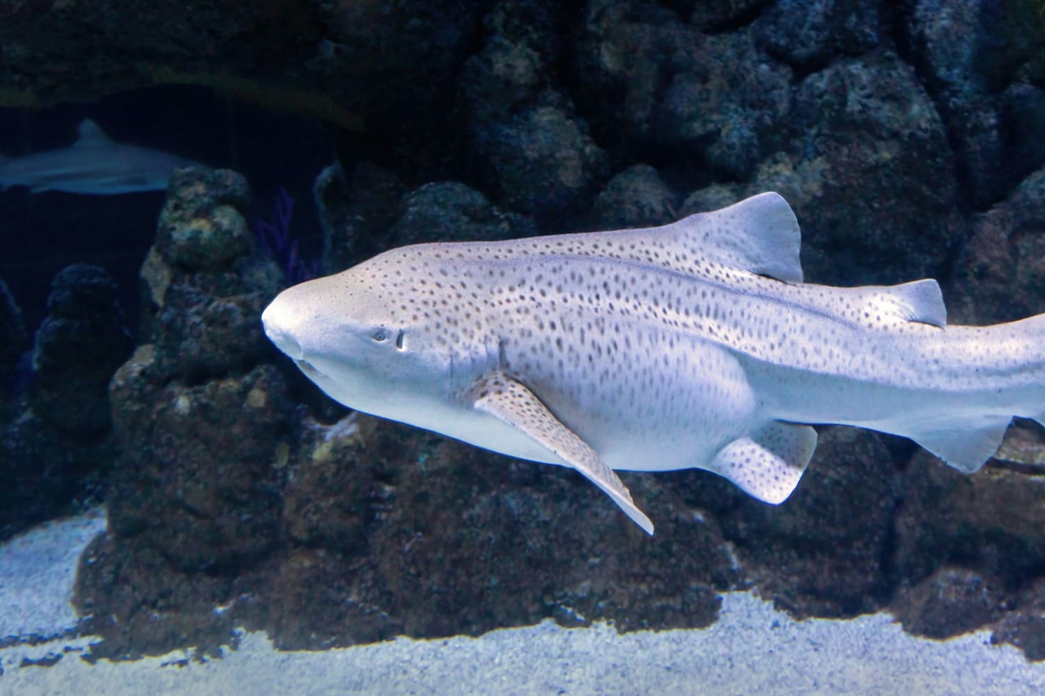 Squalo zebra adulto sul fondale sabbioso di un acquario.