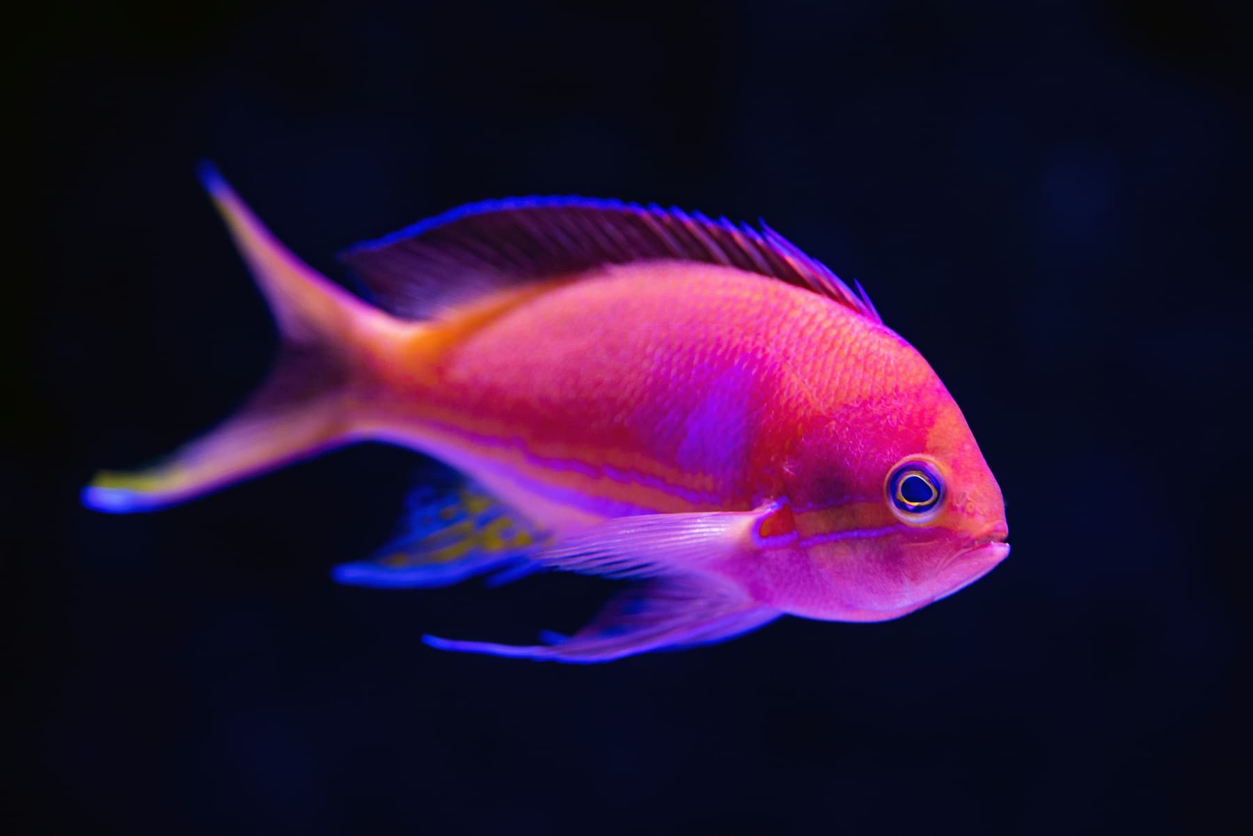 Pink fish lit by blue light in a dark aquarium